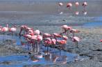 Observando os flamingos da Laguna Hedionda, a caminho do Salar de Uyuni, na Bolívia